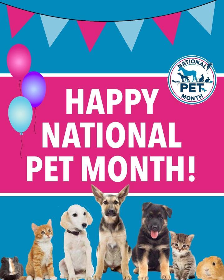 Meet the GeekyKool Family Pets (for Pet Month:)